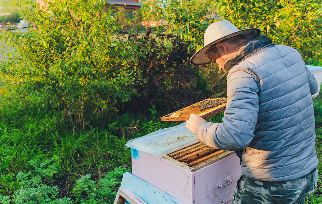 Buzzing Towards Sustainability: Honeybee Cultivation in Sulikunte